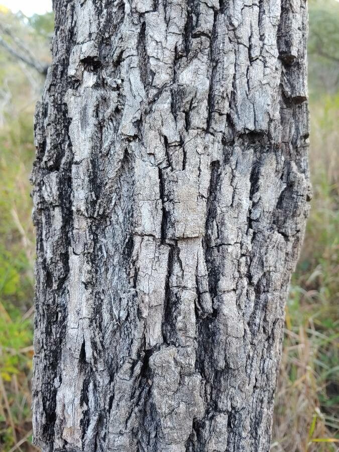 Cordia alliodora bark