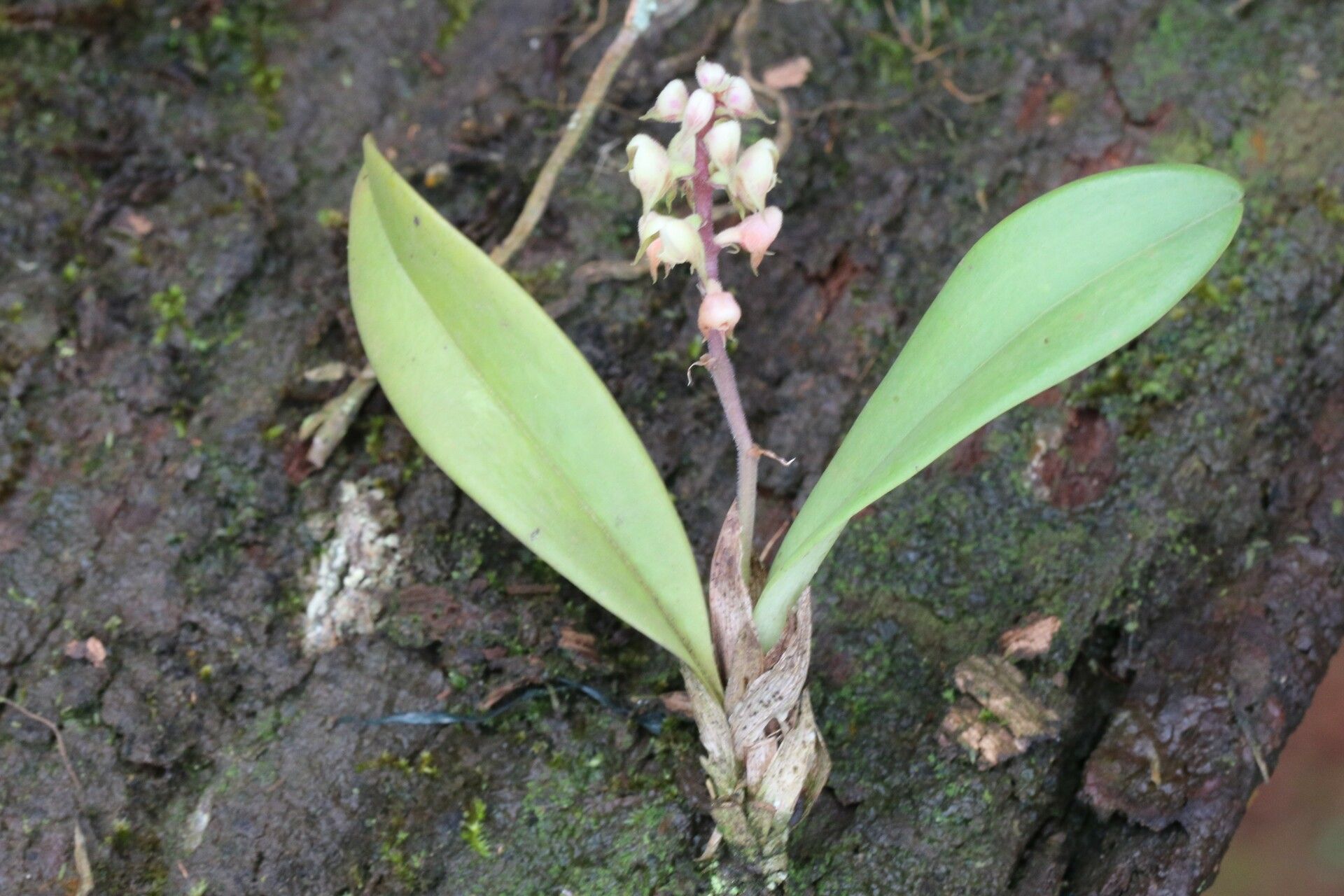 Polystachya coriscensis habit