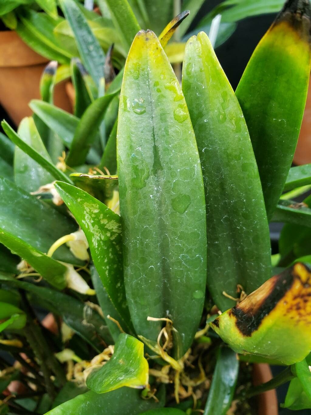 Pleurothallis saueri — houseplant care guide