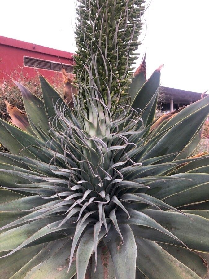 Echium wildpretii — search result for 'Echium'