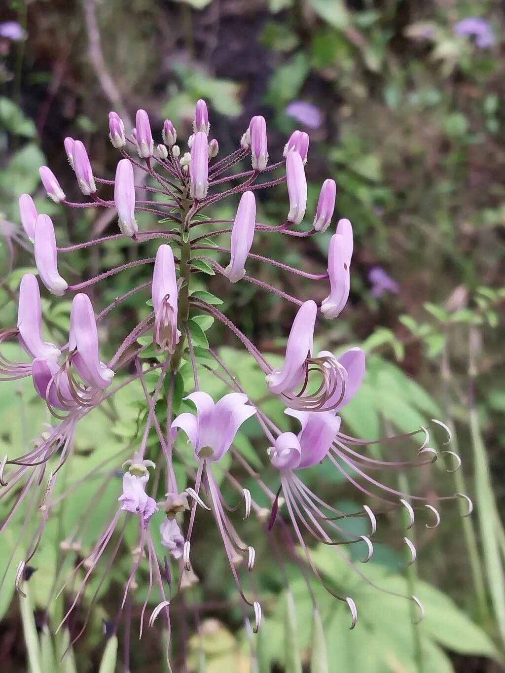 Cleome pilosa flower