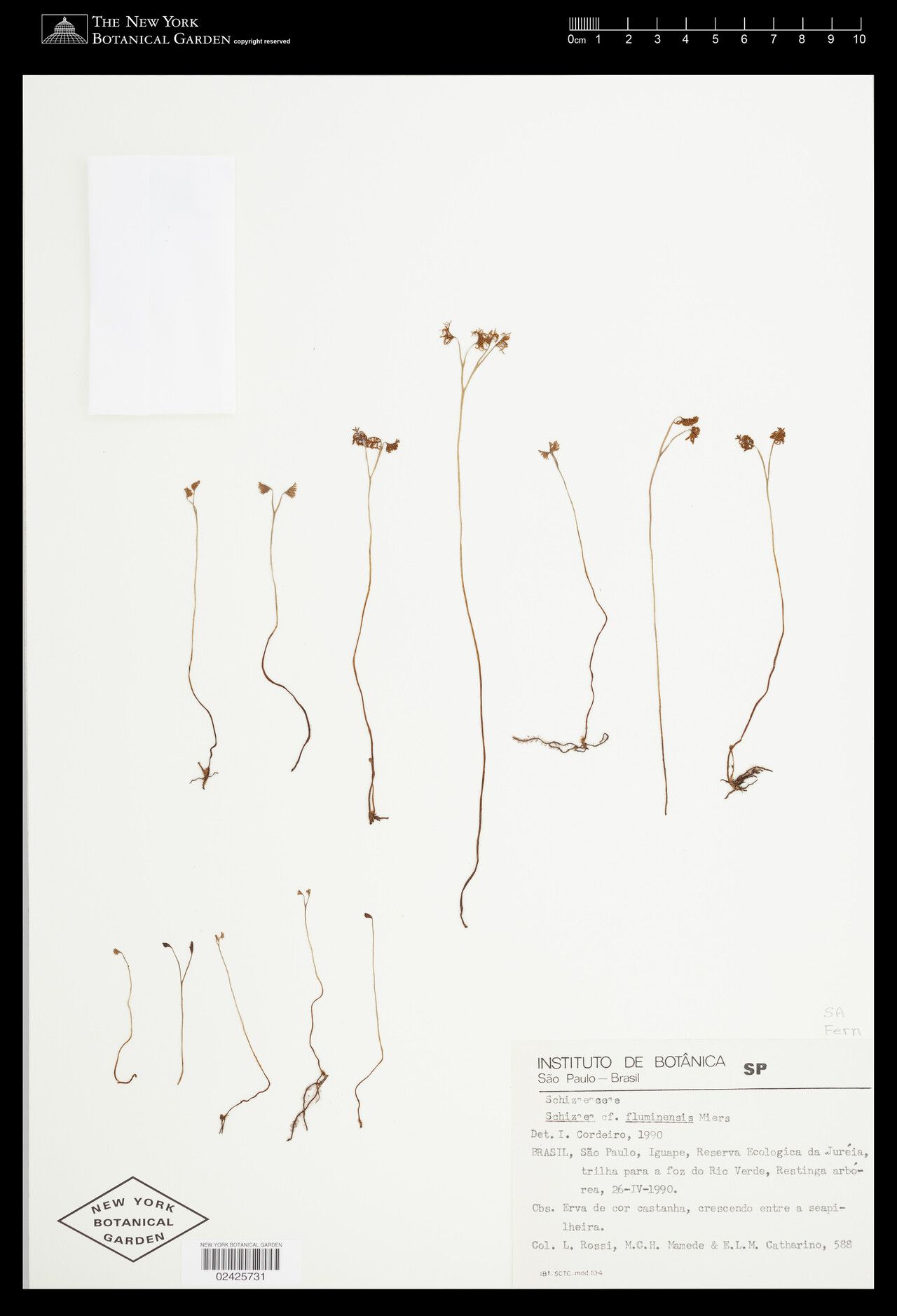 Schizaea fluminensis — related species from the same genus