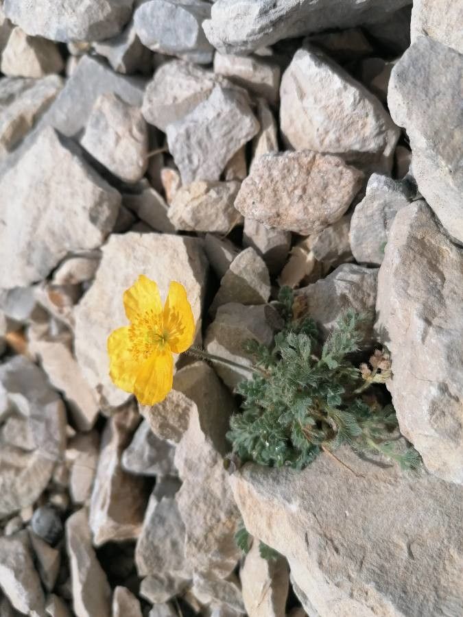 Papaver rhaeticum habit