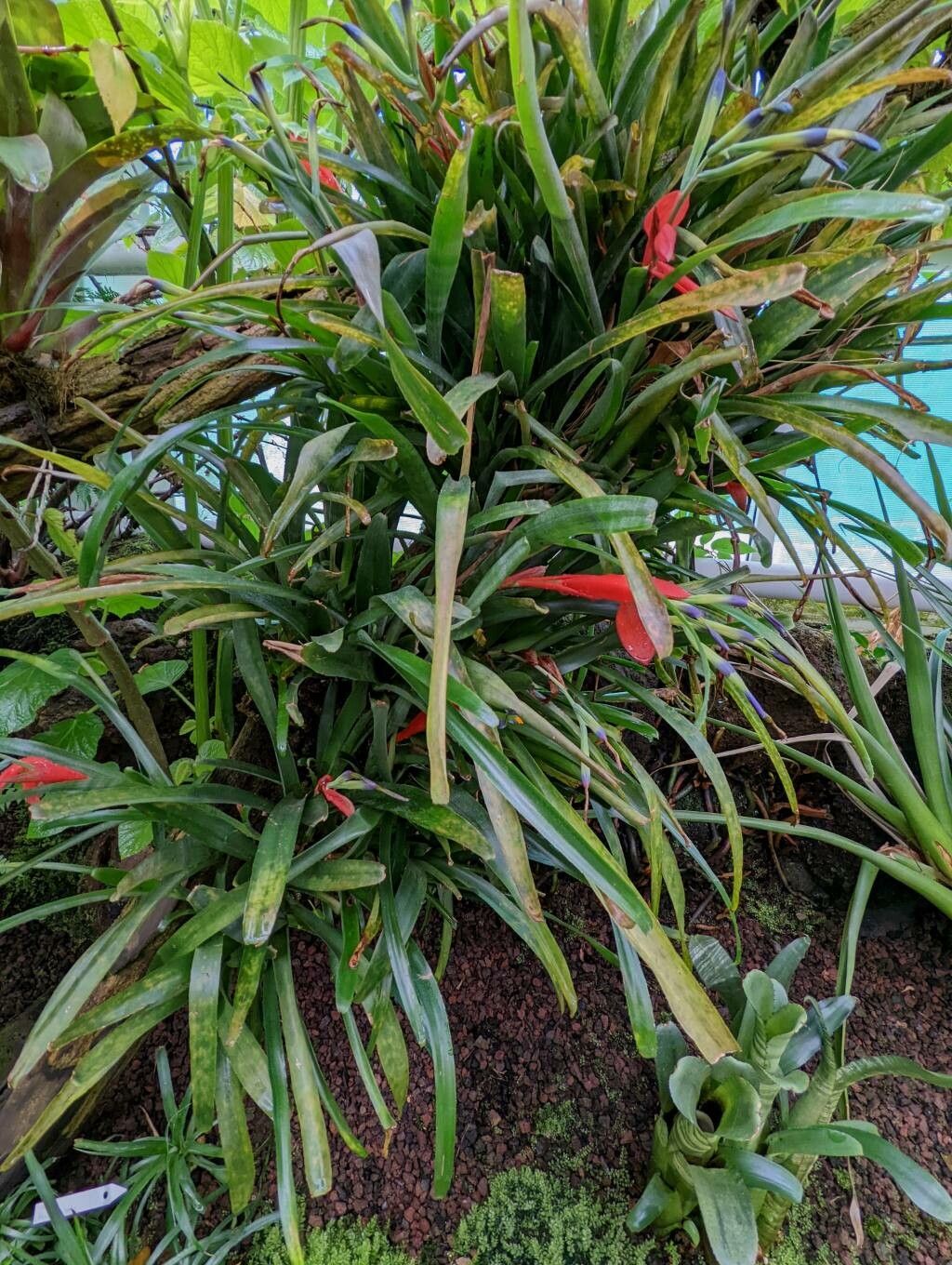 Billbergia buchholtzii habit