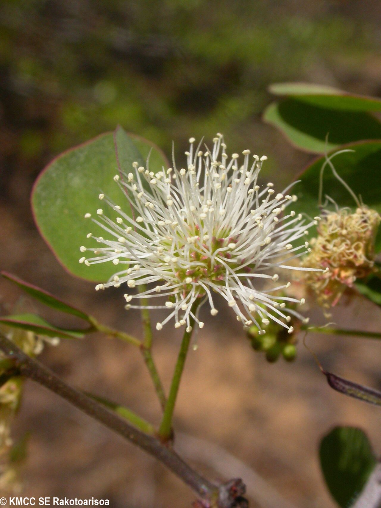 Mimosa onilahensis — search result for 'Mimosa'