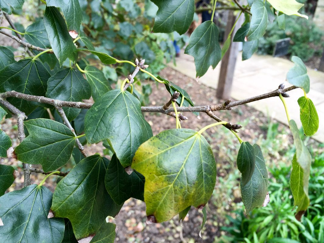 Acer obtusifolium — search result for 'Cyprus'