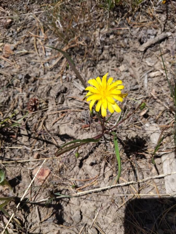 Microseris nutans — search result for 'Microseris'