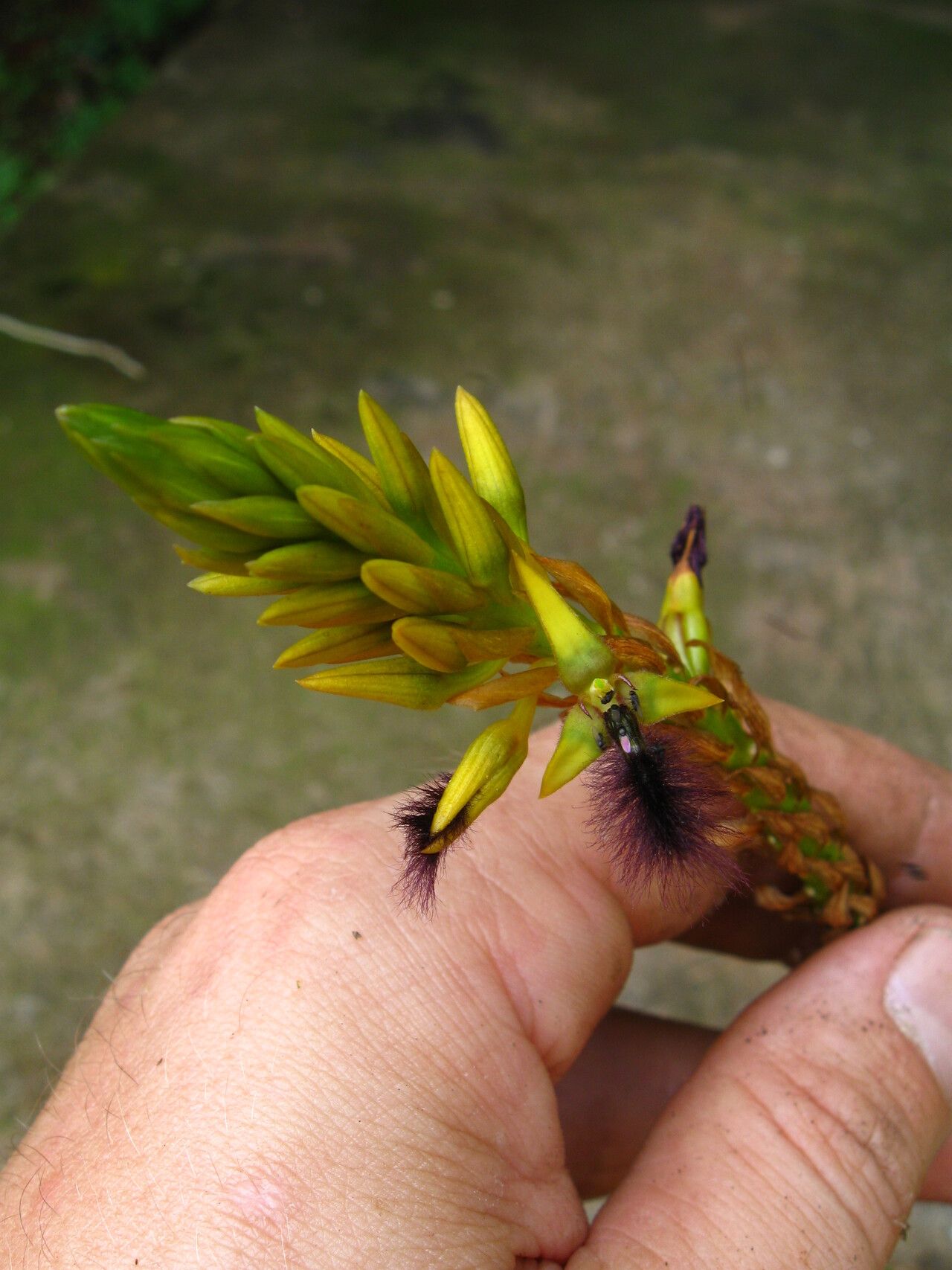 Bulbophyllum subligaculiferum flower