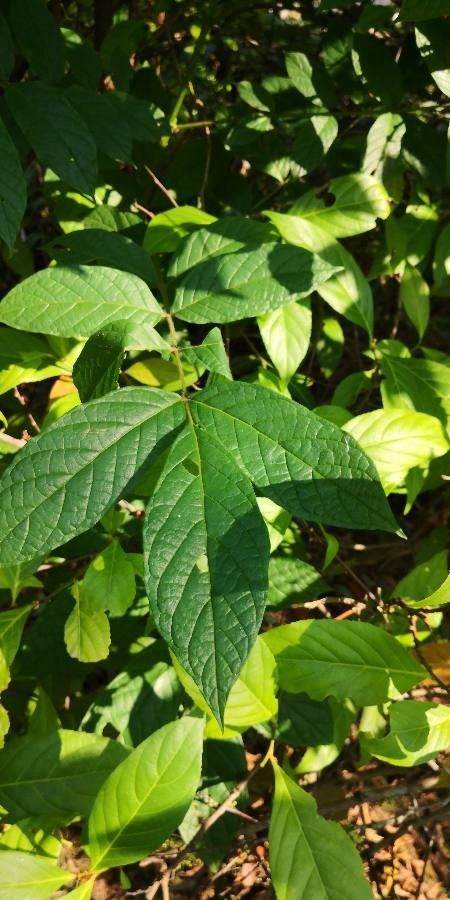 Gymnosporia acuminata leaf