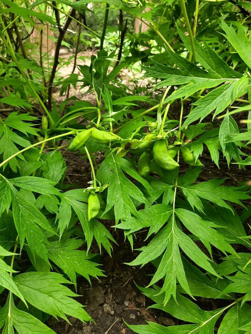 Paeonia delavayi fruit