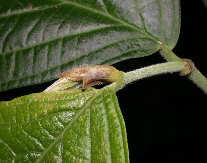 Piper scintillans fruit