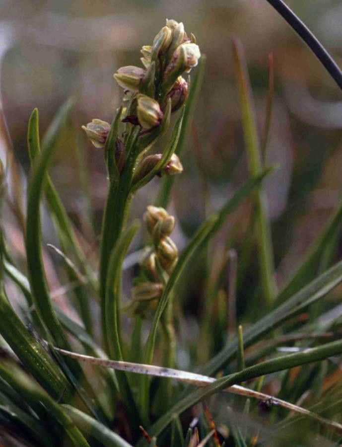 Chamorchis alpina flower