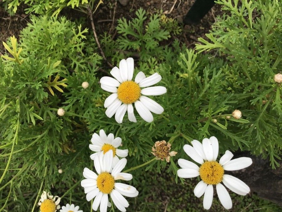 Argyranthemum haouarytheum flower