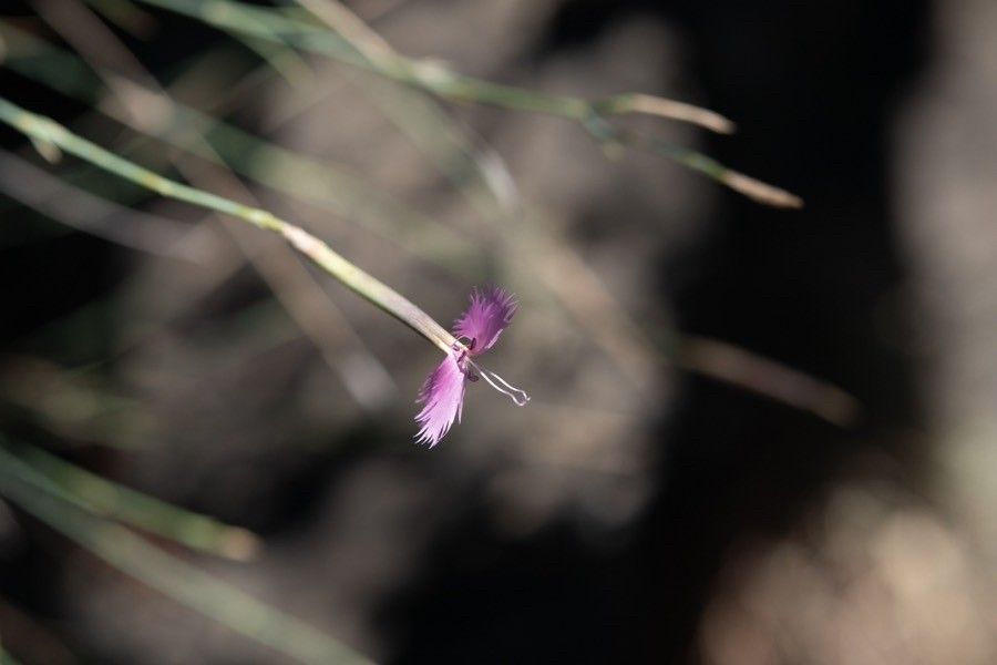 Dianthus orientalis flower