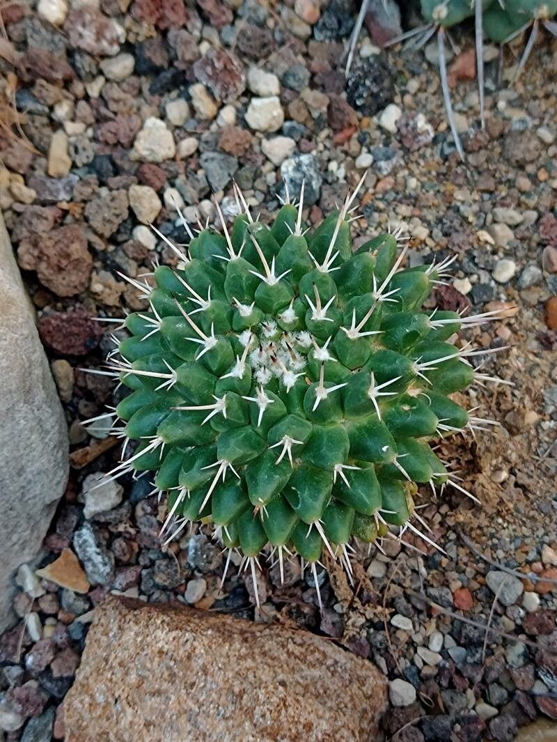 Mammillaria roseoalba habit