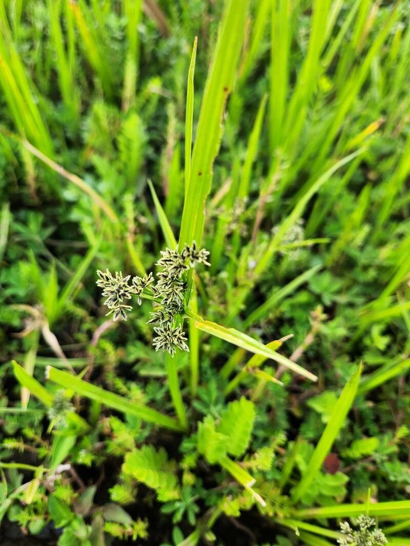 Cyperus dichrostachyus — houseplant care guide