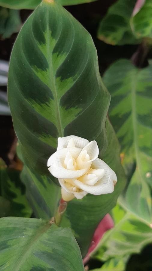 Calathea warscewiczii flower