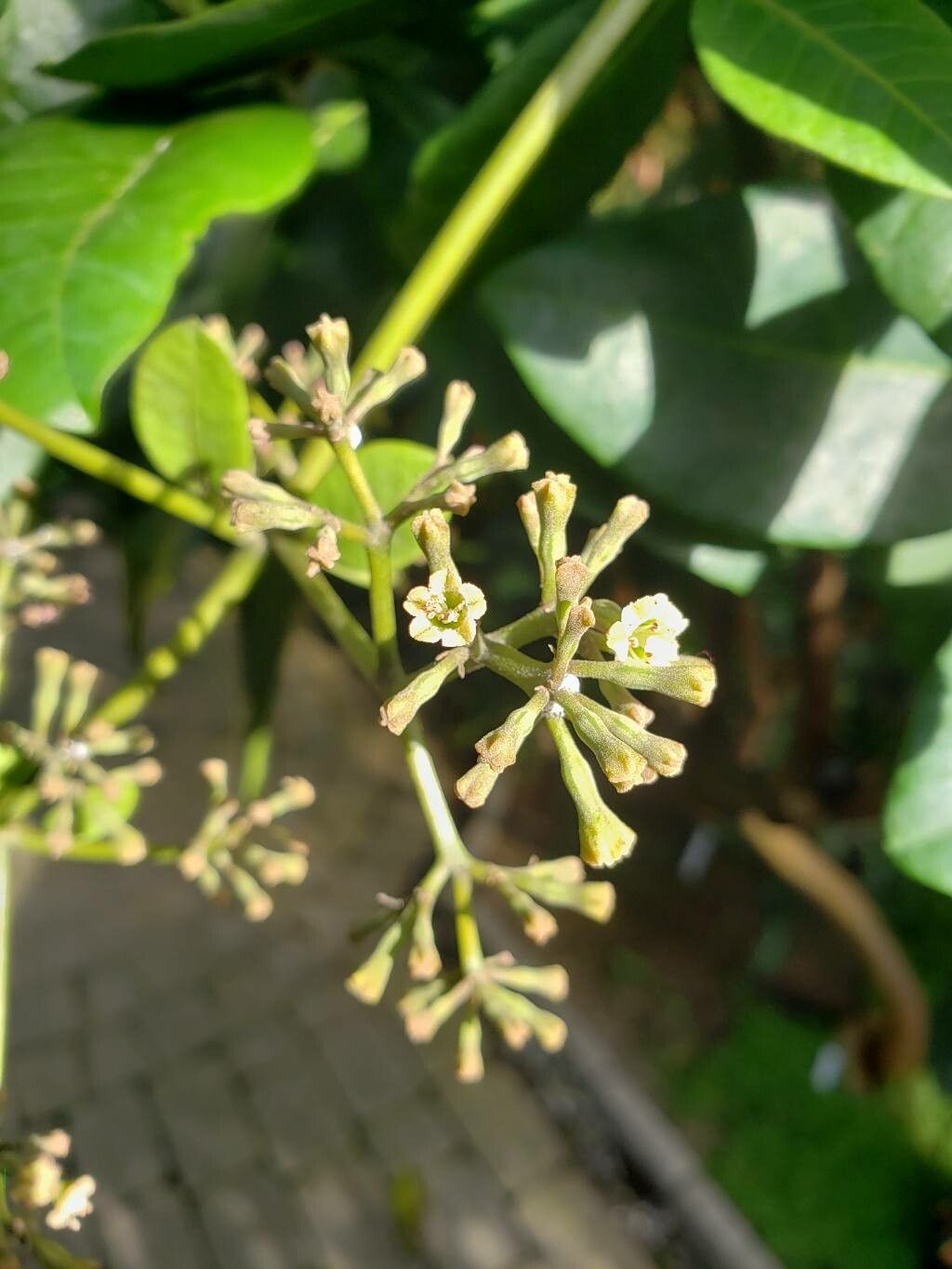 Ceodes umbellifera flower