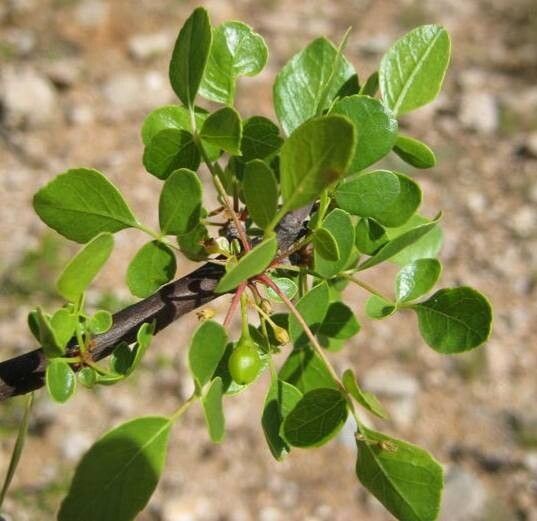 Commiphora gileadensis leaf