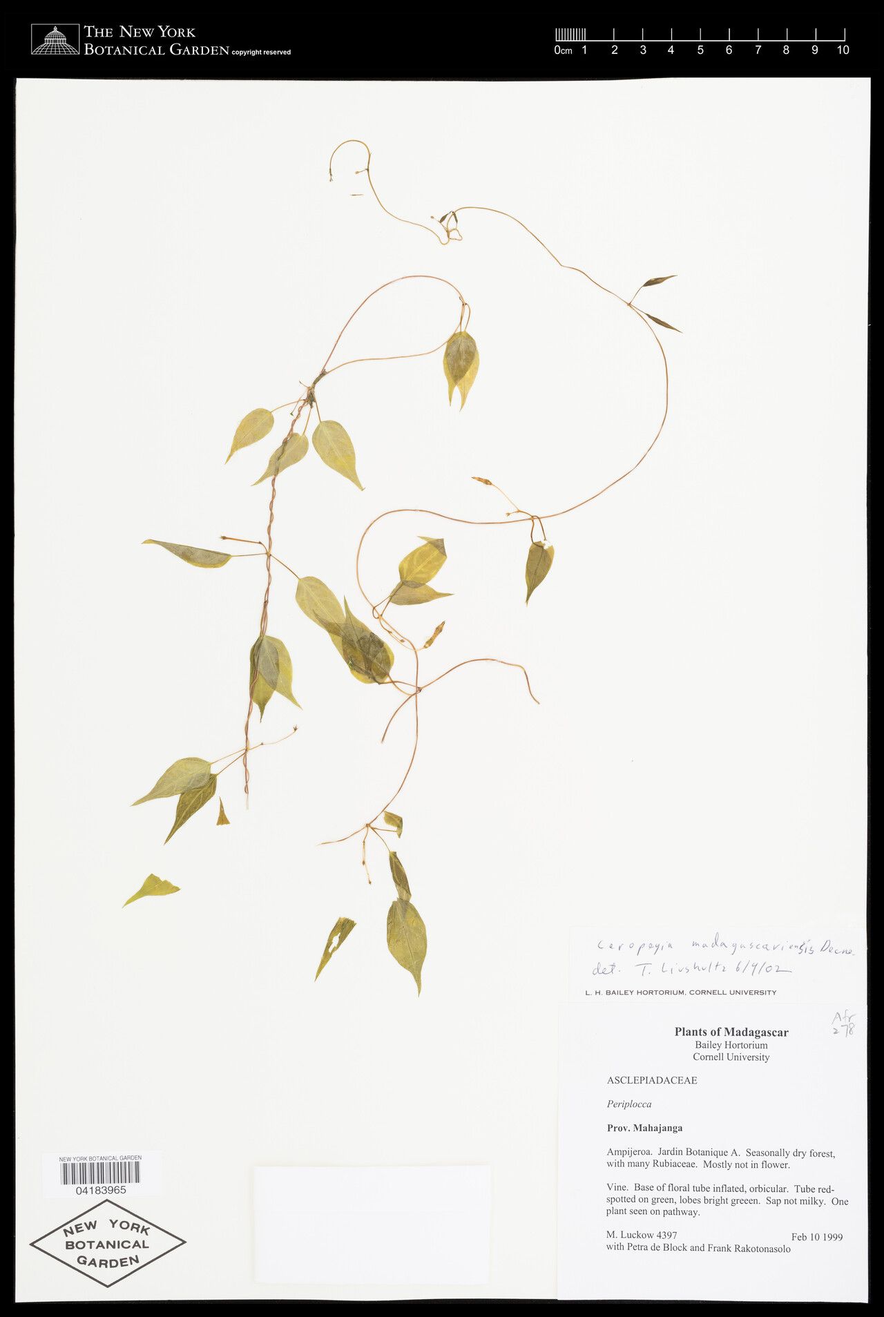 Ceropegia madagascariensis — search result for 'Ceropegia'