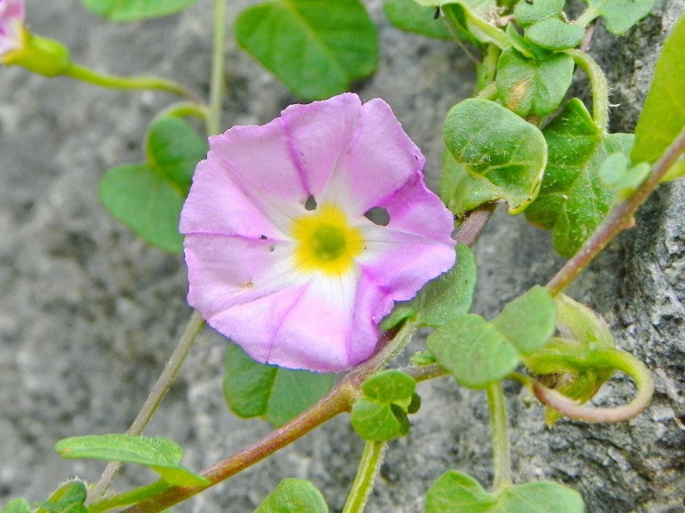 Polymeria pusilla flower