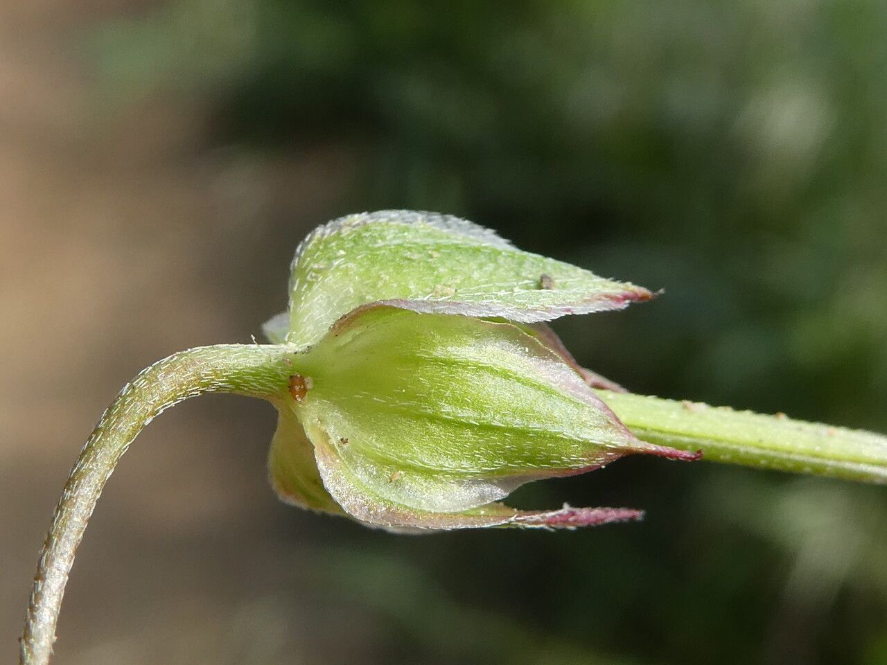 Geranium columbinum fruit
