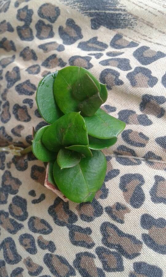 Bulbophyllum elliottii leaf