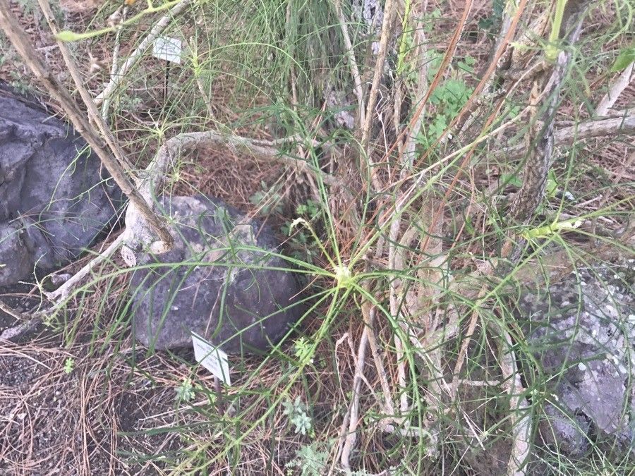 Sonchus leptocephalus — search result for 'Sonchus'