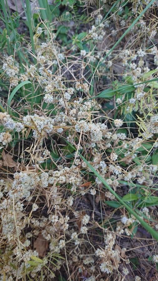 Cuscuta approximata habit
