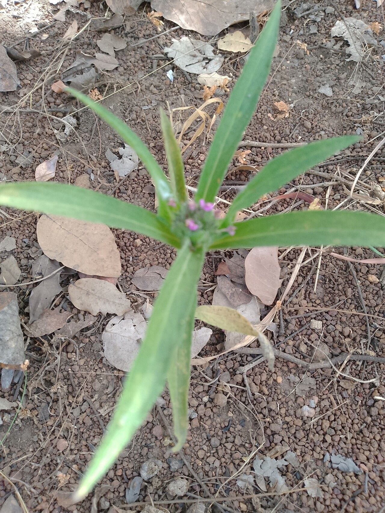 Hypoestes strobilifera — houseplant care guide