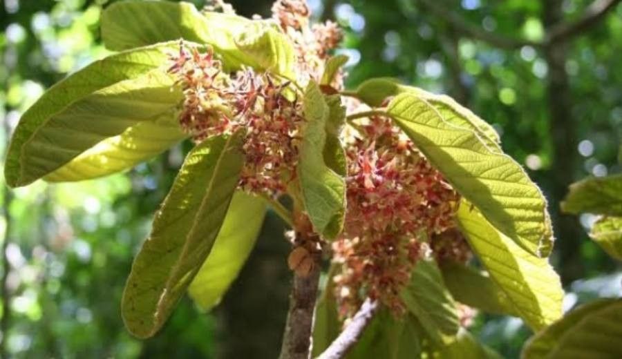 Sterculia apeibophylla — related species from the same genus
