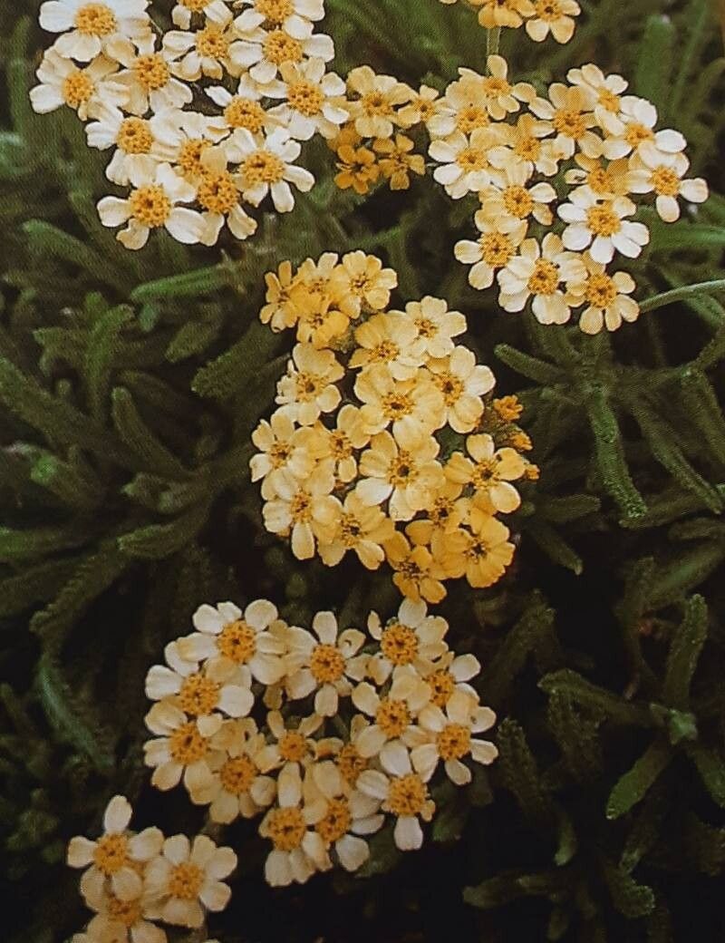 Achillea × lewisii — search result for 'Achillea'