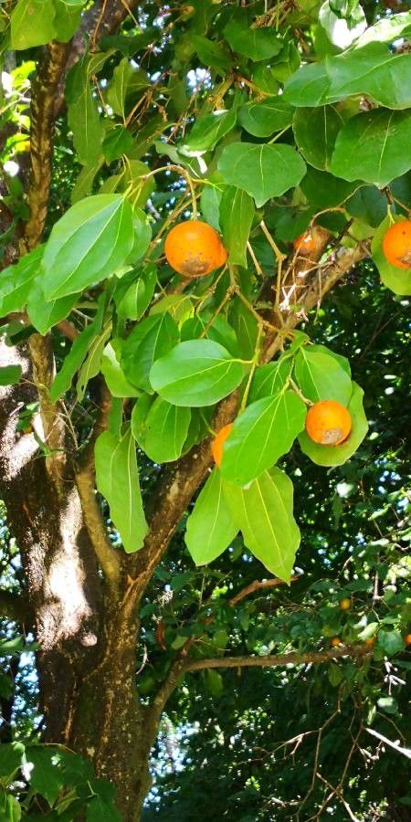 Strychnos nux-vomica fruit