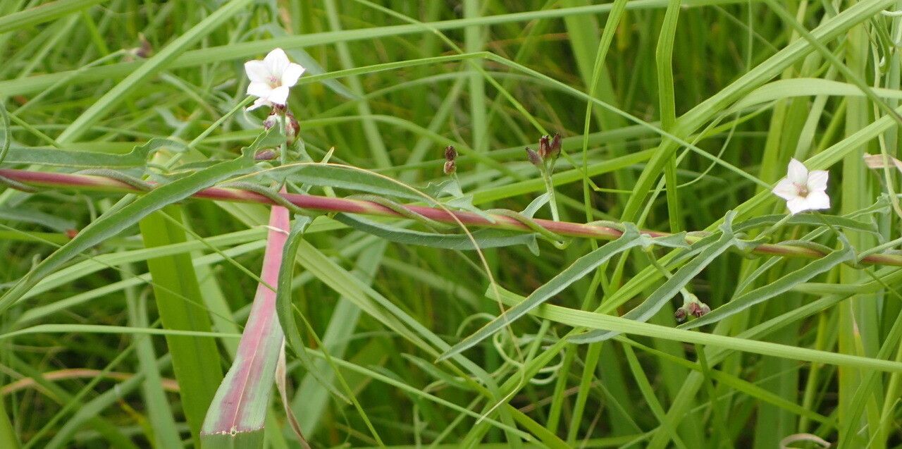 Convolvulus aschersonii habit