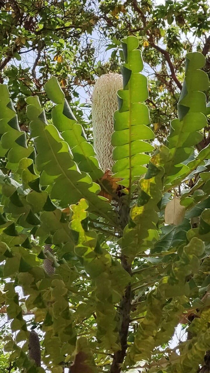 Banksia grandis — search result for 'Banksia'