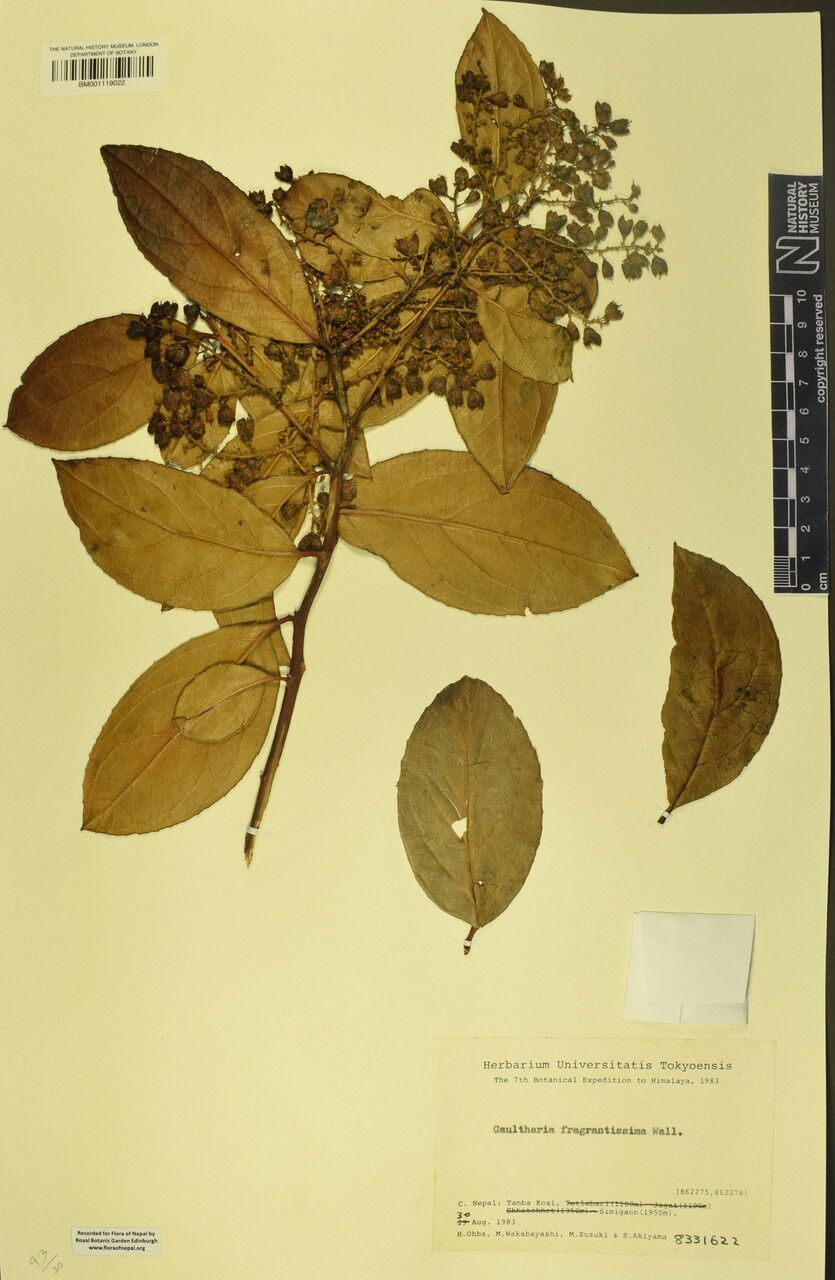 Gaultheria fragrantissima — search result for 'Gaultheria'