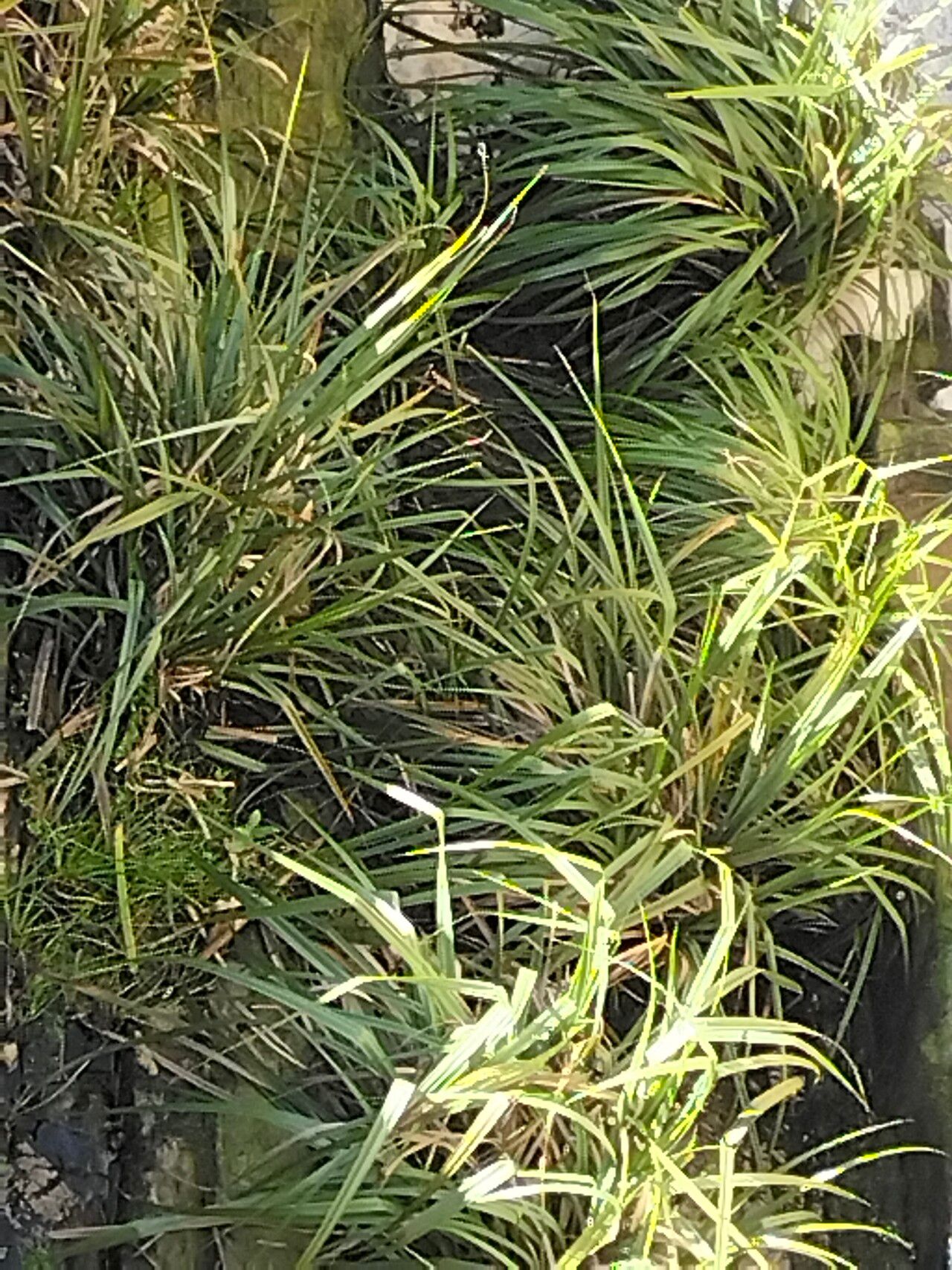 Prionium serratum — houseplant care guide