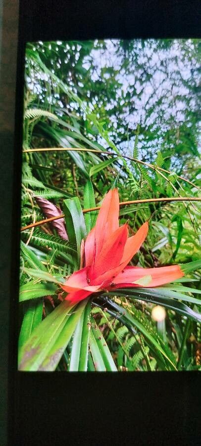 Freycinetia arborea flower