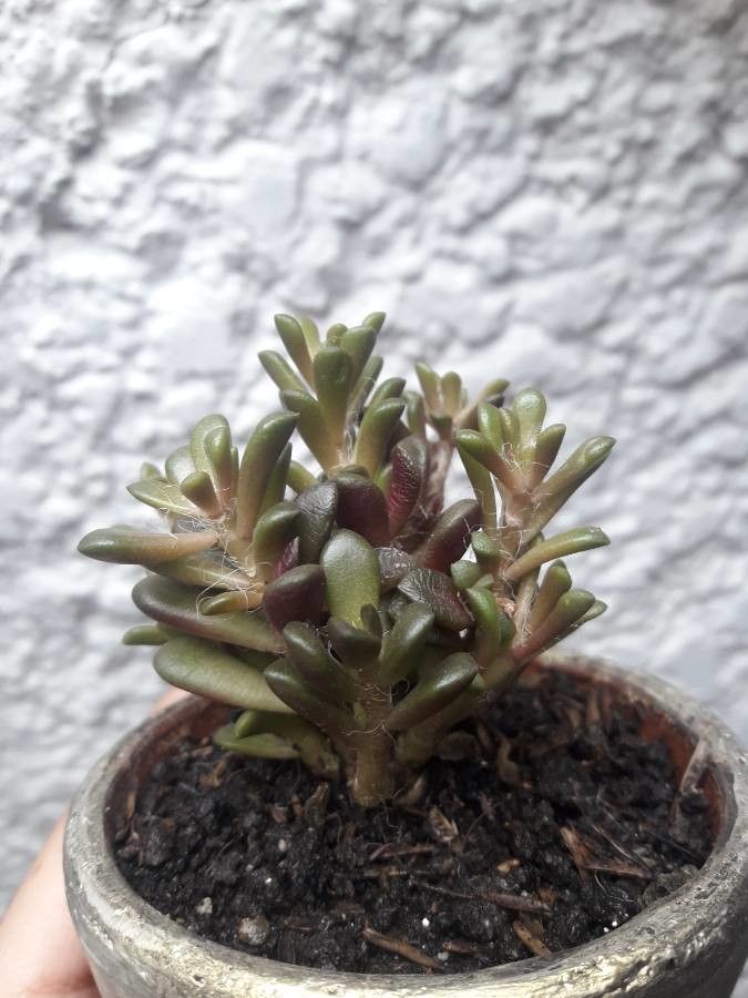 Portulaca halimoides — search result for 'Central to southwestern United States'