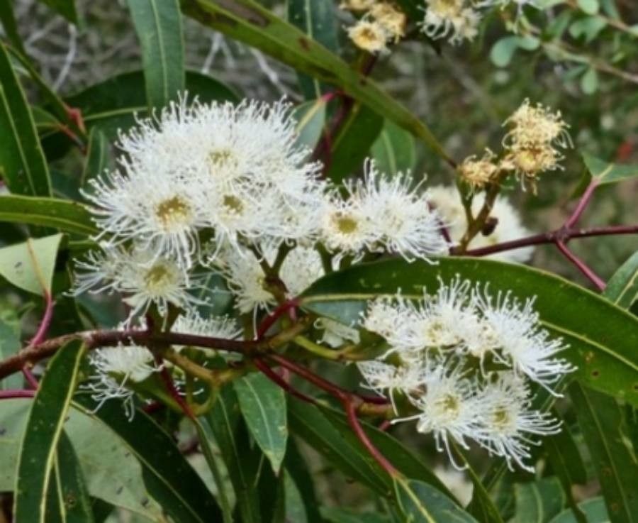 Angophora costata — related species from the same genus