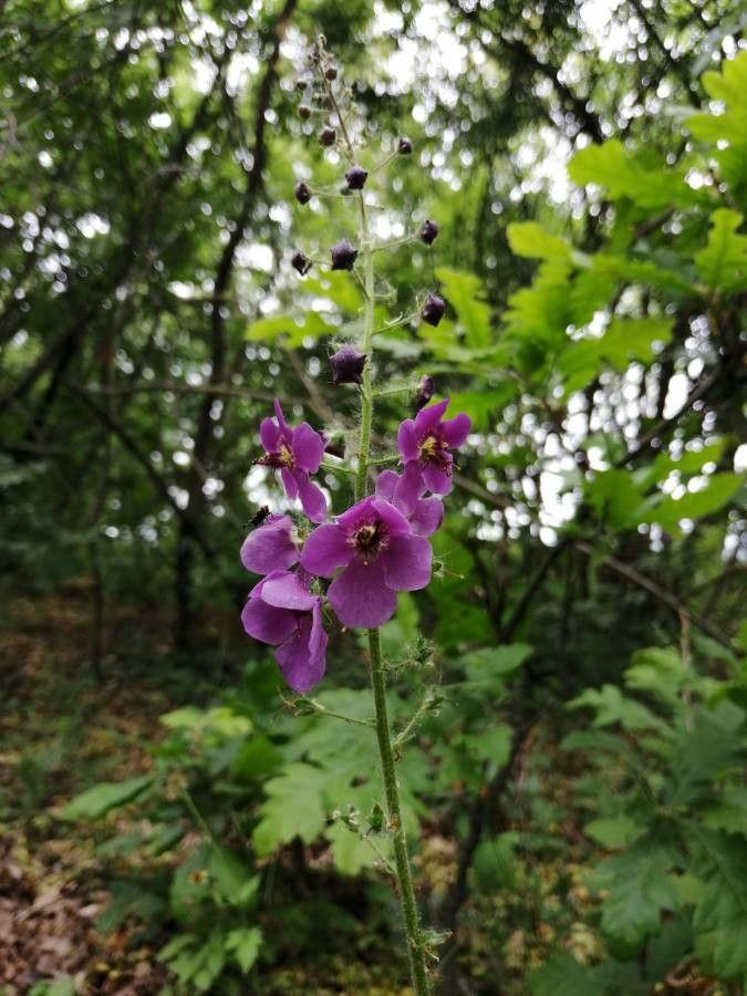Verbascum phoeniceum flower