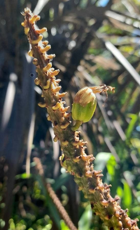 Aloe marlothii fruit