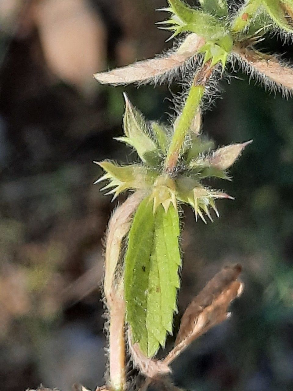 Sideritis romana — search result for 'Sideritis'