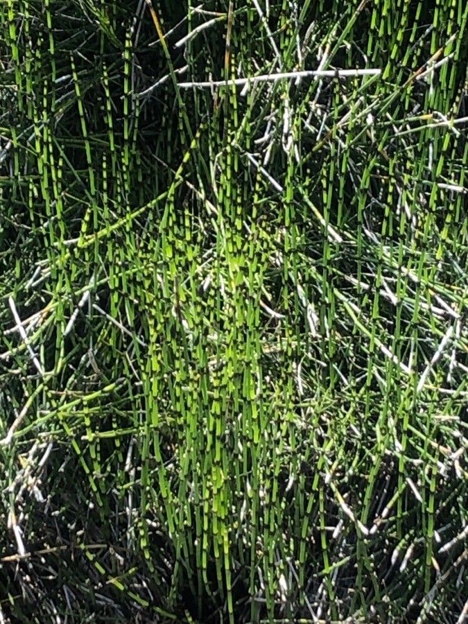 Equisetum × moorei leaf