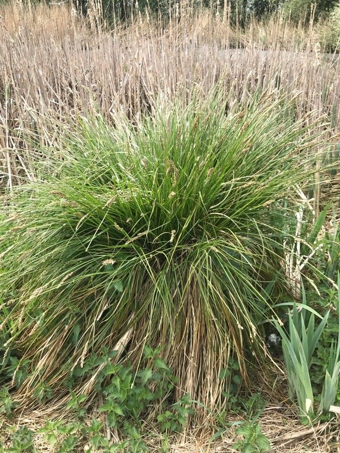 Carex canescens — search result for 'and Greenland'