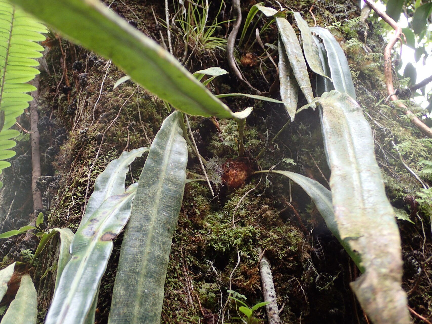 Elaphoglossum herminieri leaf