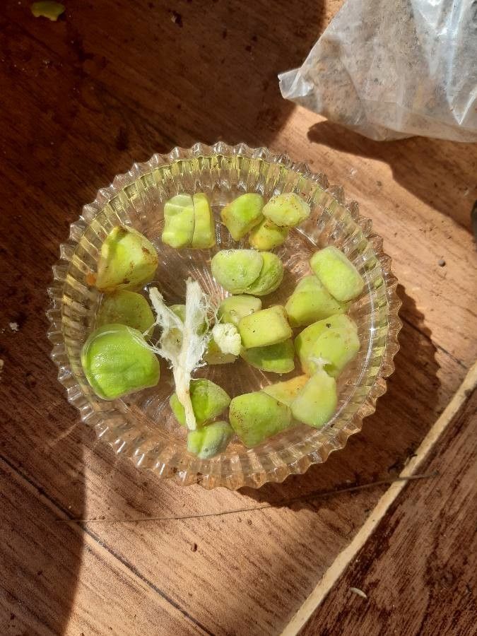 Crinum viviparum fruit