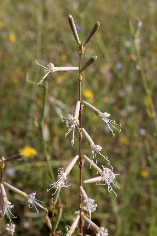 Silene frivaldskyana flower