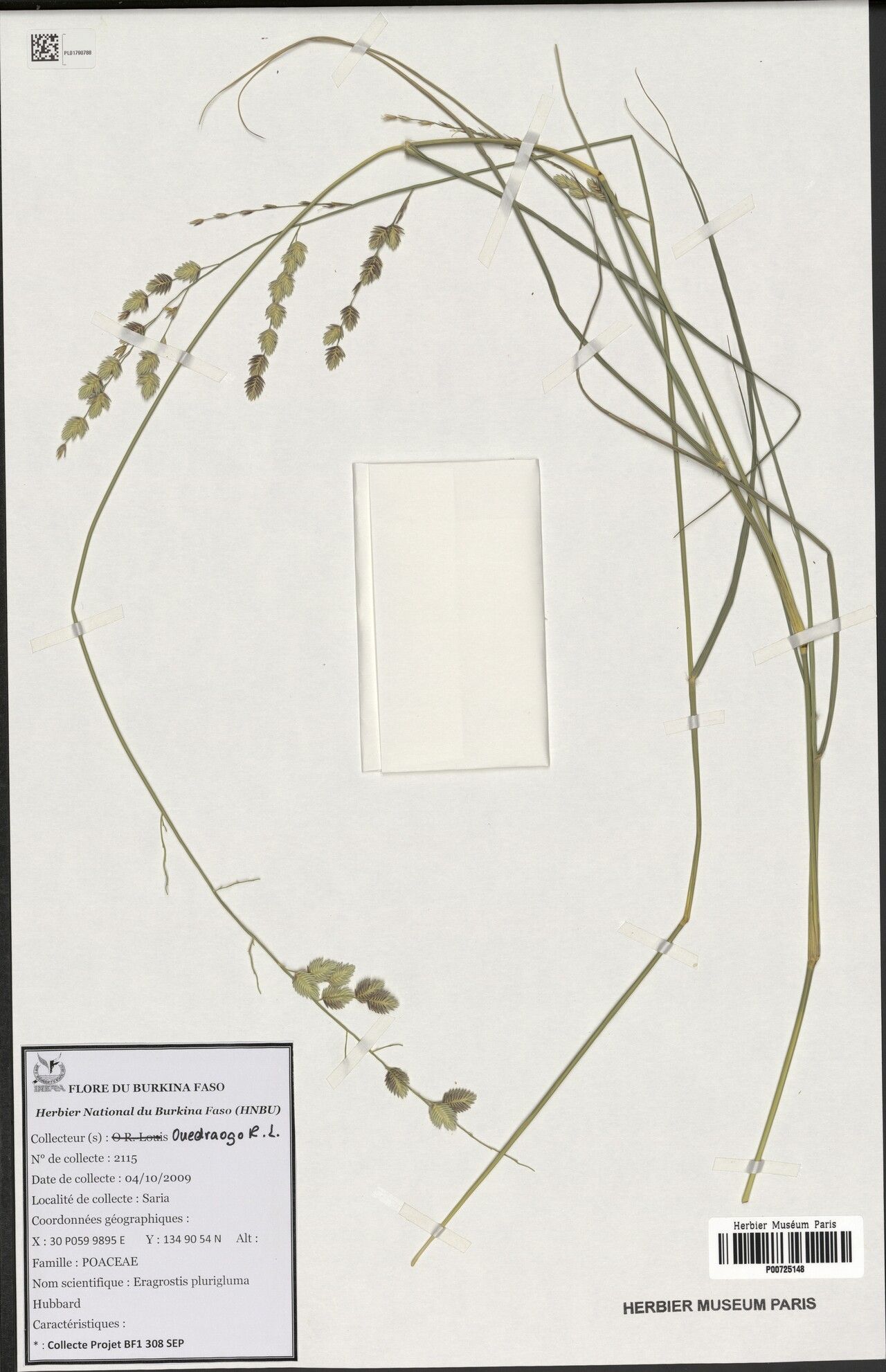 Eragrostis plurigluma — search result for 'Eragrostis'