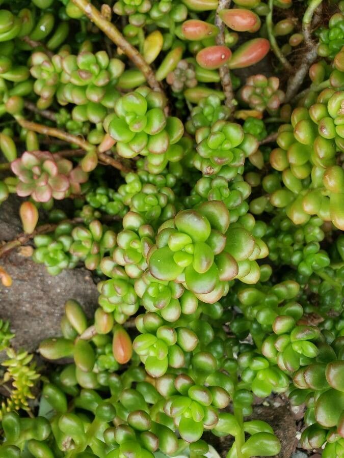 Sedum lucidum — houseplant care guide